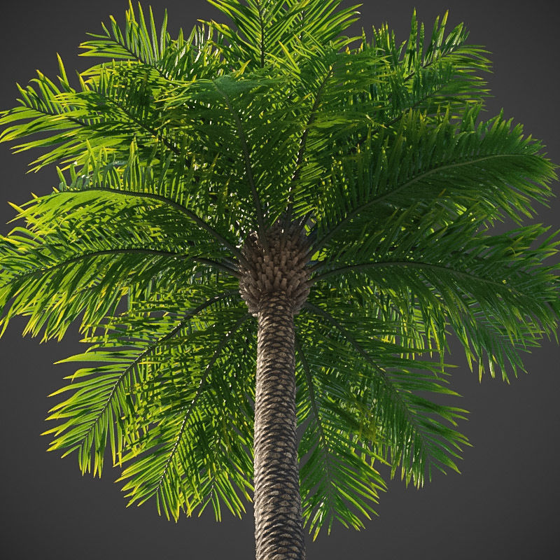 XfrogPlants Phoenix Dactyliera - Date Palm  3D model_3
