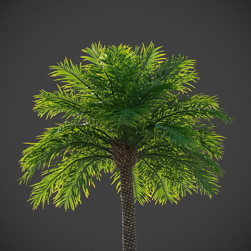 XfrogPlants Phoenix Dactyliera - Date Palm  3D model_2