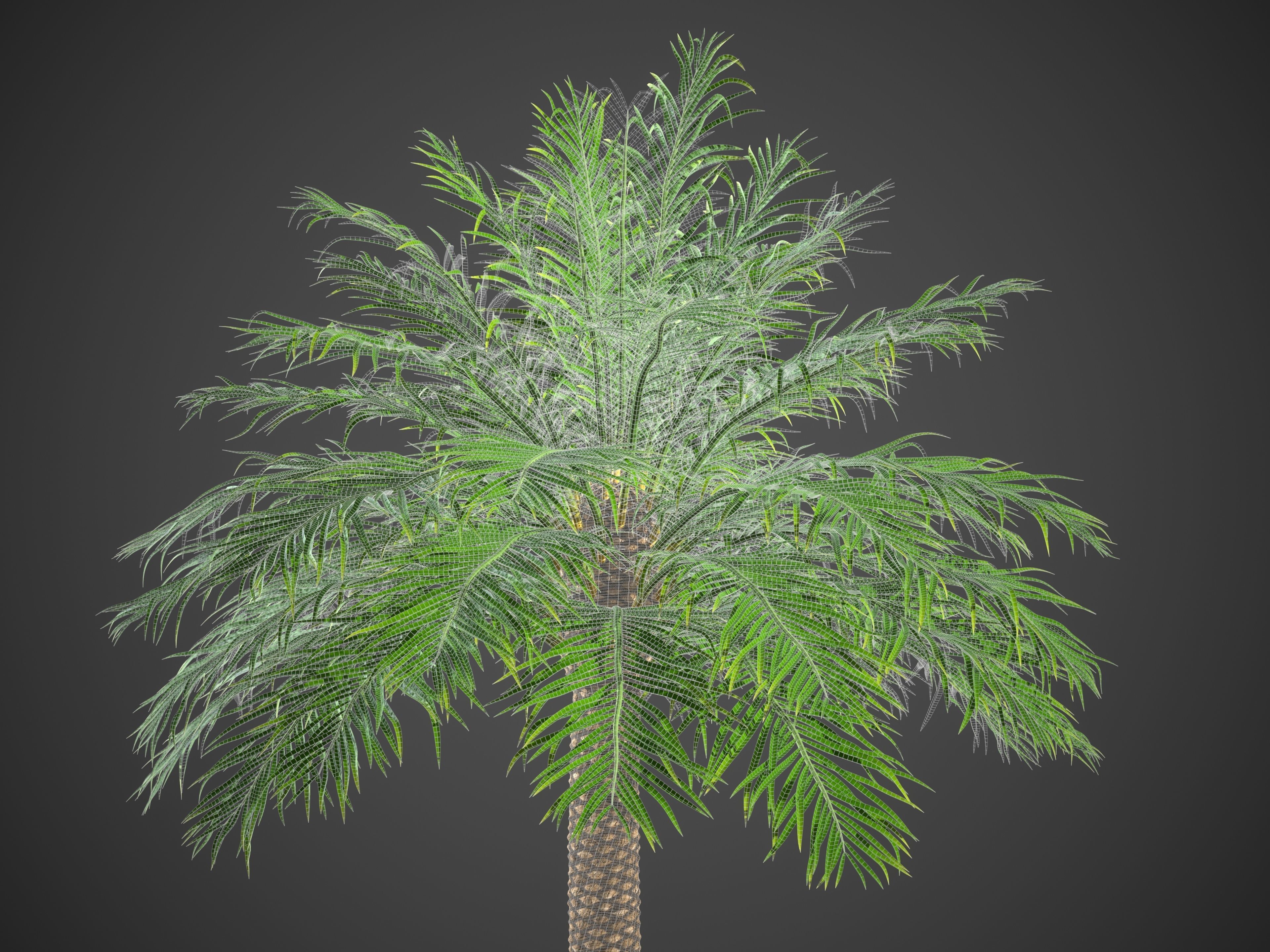 XfrogPlants Phoenix Dactyliera - Date Palm  3D model_8