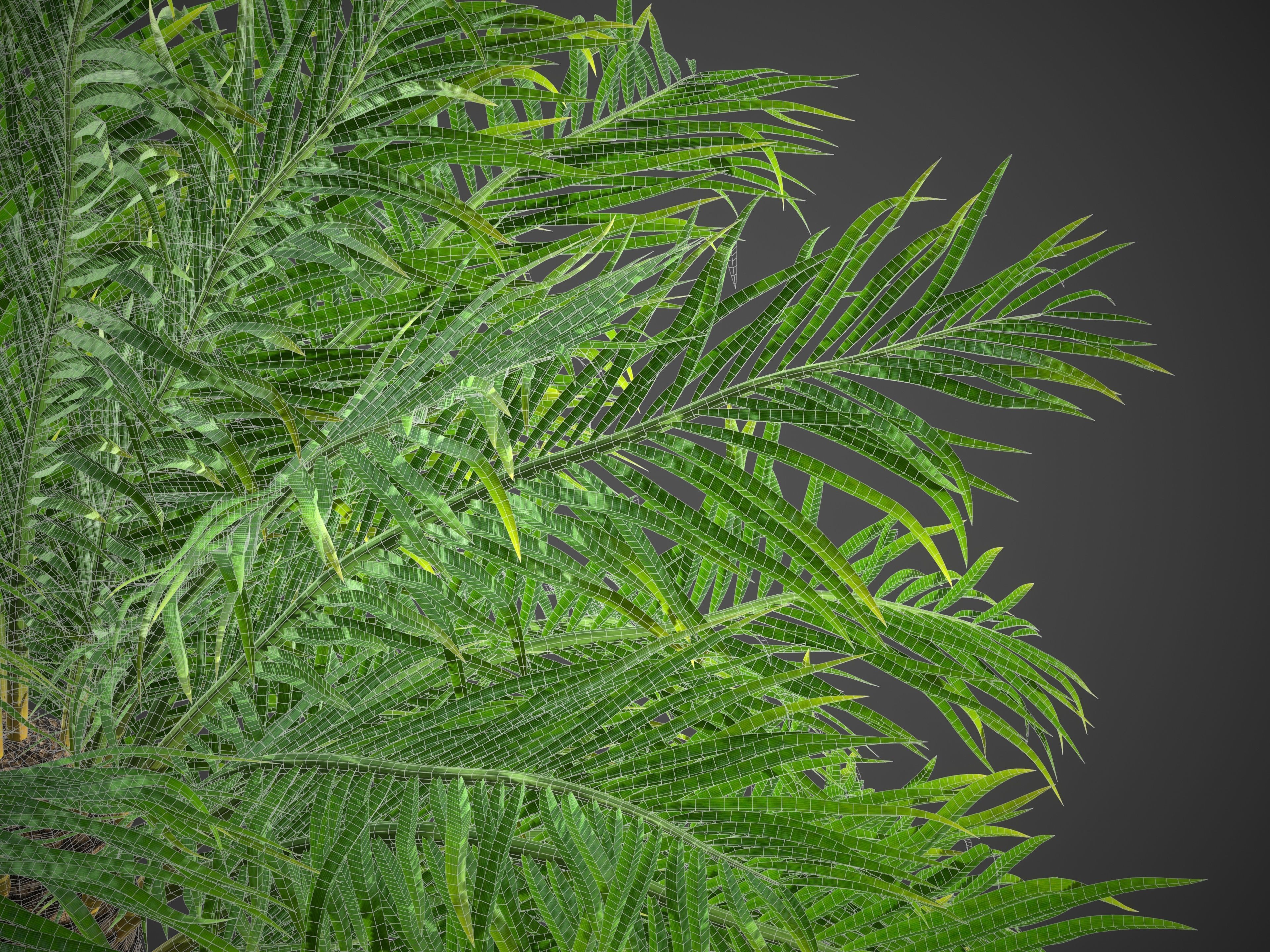 XfrogPlants Phoenix Dactyliera - Date Palm  3D model_9