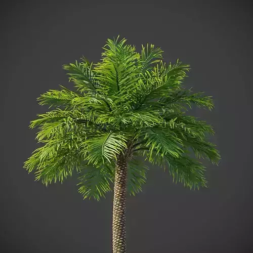 XfrogPlants Phoenix Dactyliera - Date Palm  3D model
