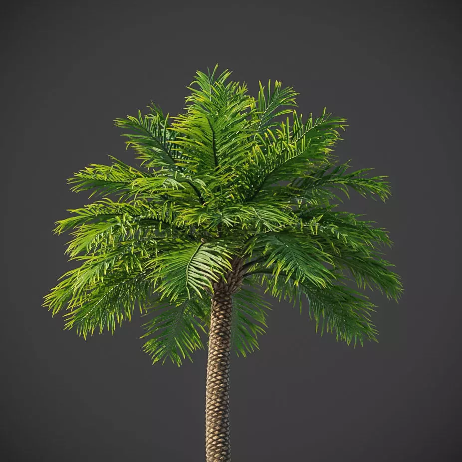 XfrogPlants Phoenix Dactyliera - Date Palm  3D model_0