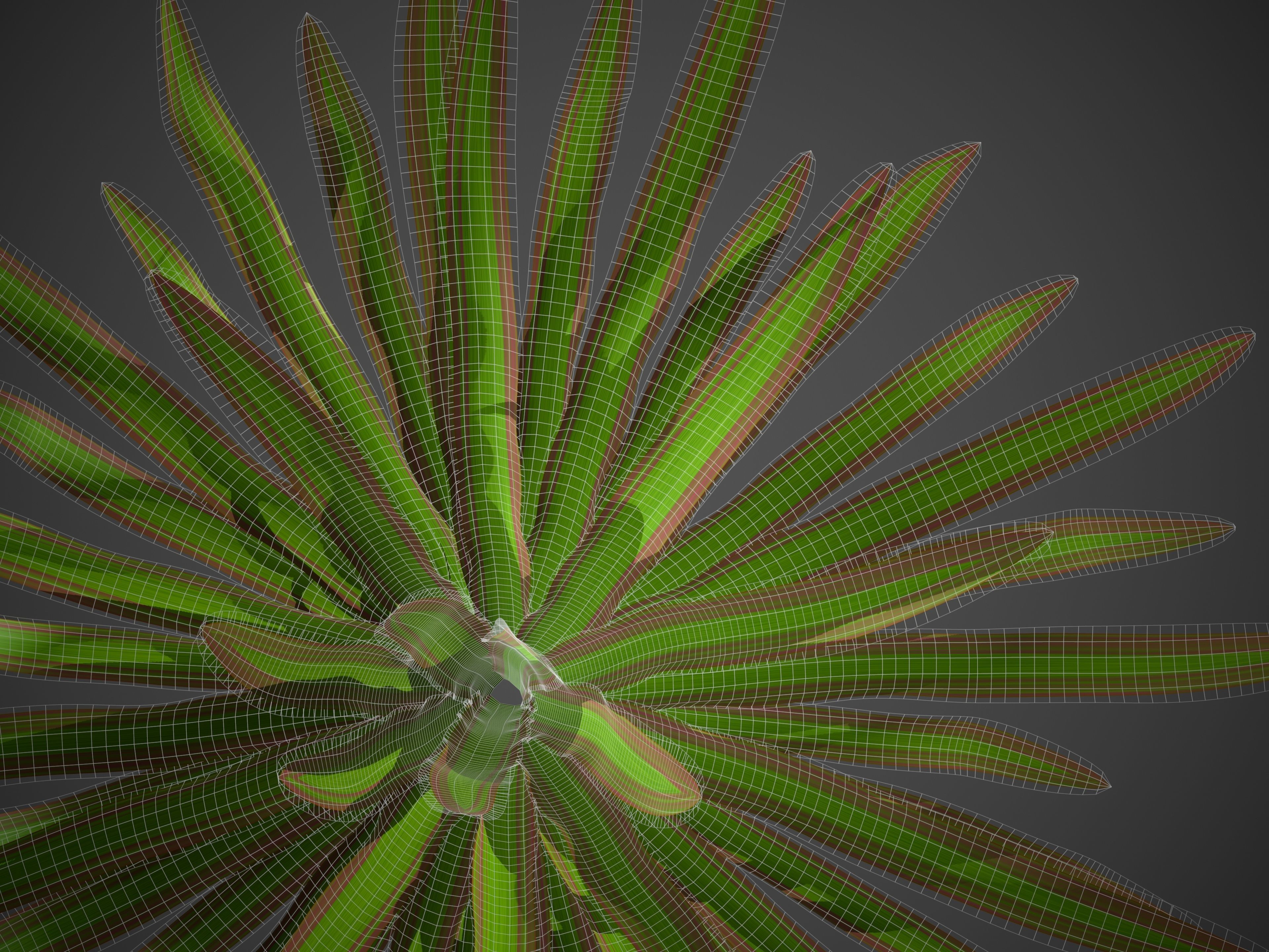 XfrogPlants New Zealand Flax - Phormium Tenax  Free low-poly 3D model_6