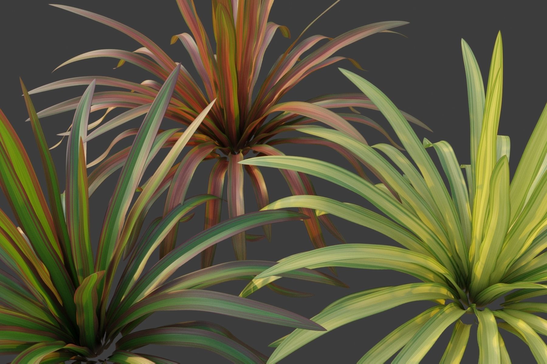 XfrogPlants New Zealand Flax - Phormium Tenax  Free low-poly 3D model_3