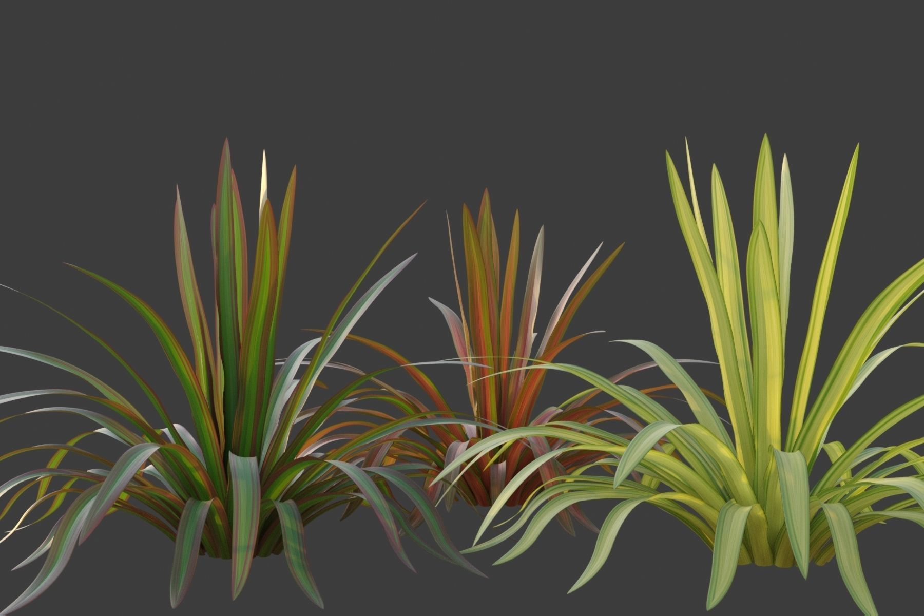 XfrogPlants New Zealand Flax - Phormium Tenax  Free low-poly 3D model_2