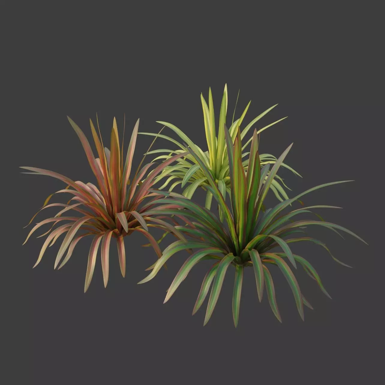 XfrogPlants New Zealand Flax - Phormium Tenax  Free low-poly 3D model_0