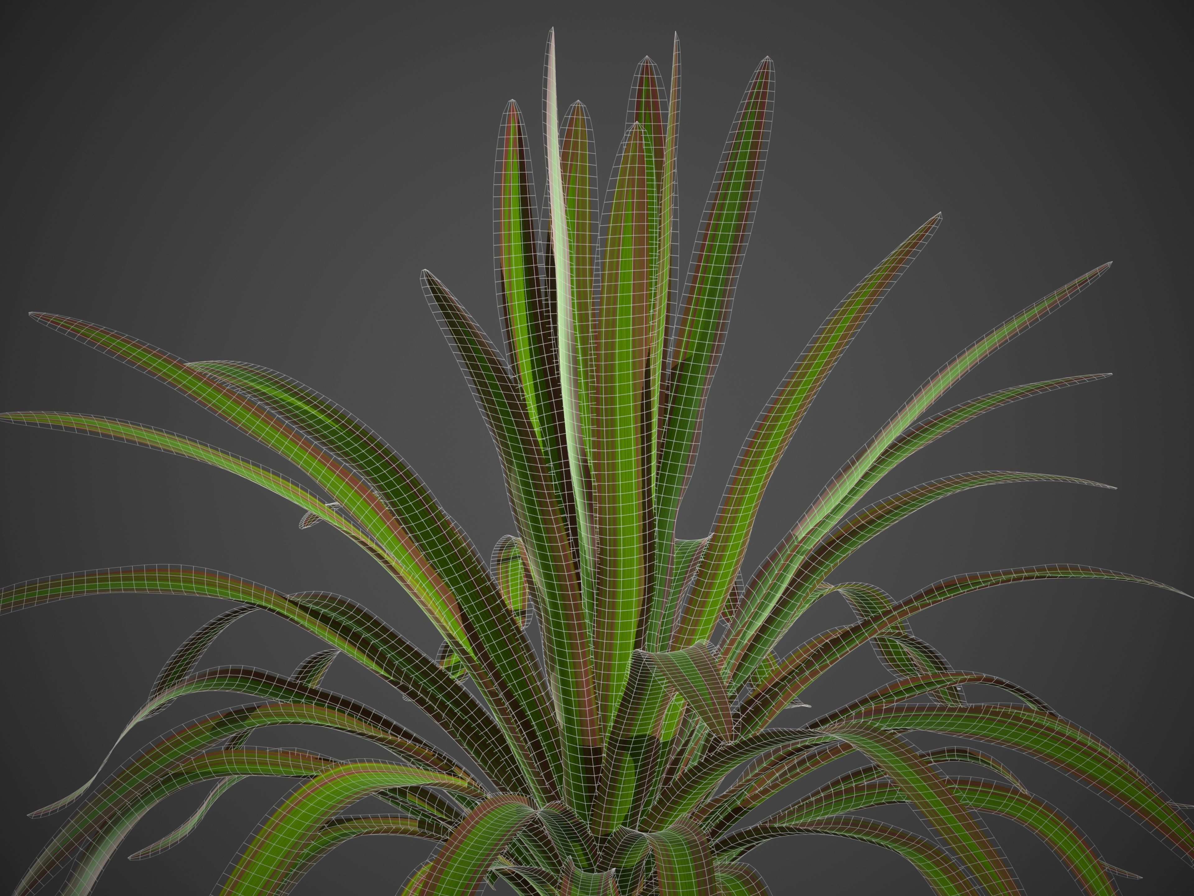 XfrogPlants New Zealand Flax - Phormium Tenax  Free low-poly 3D model_5