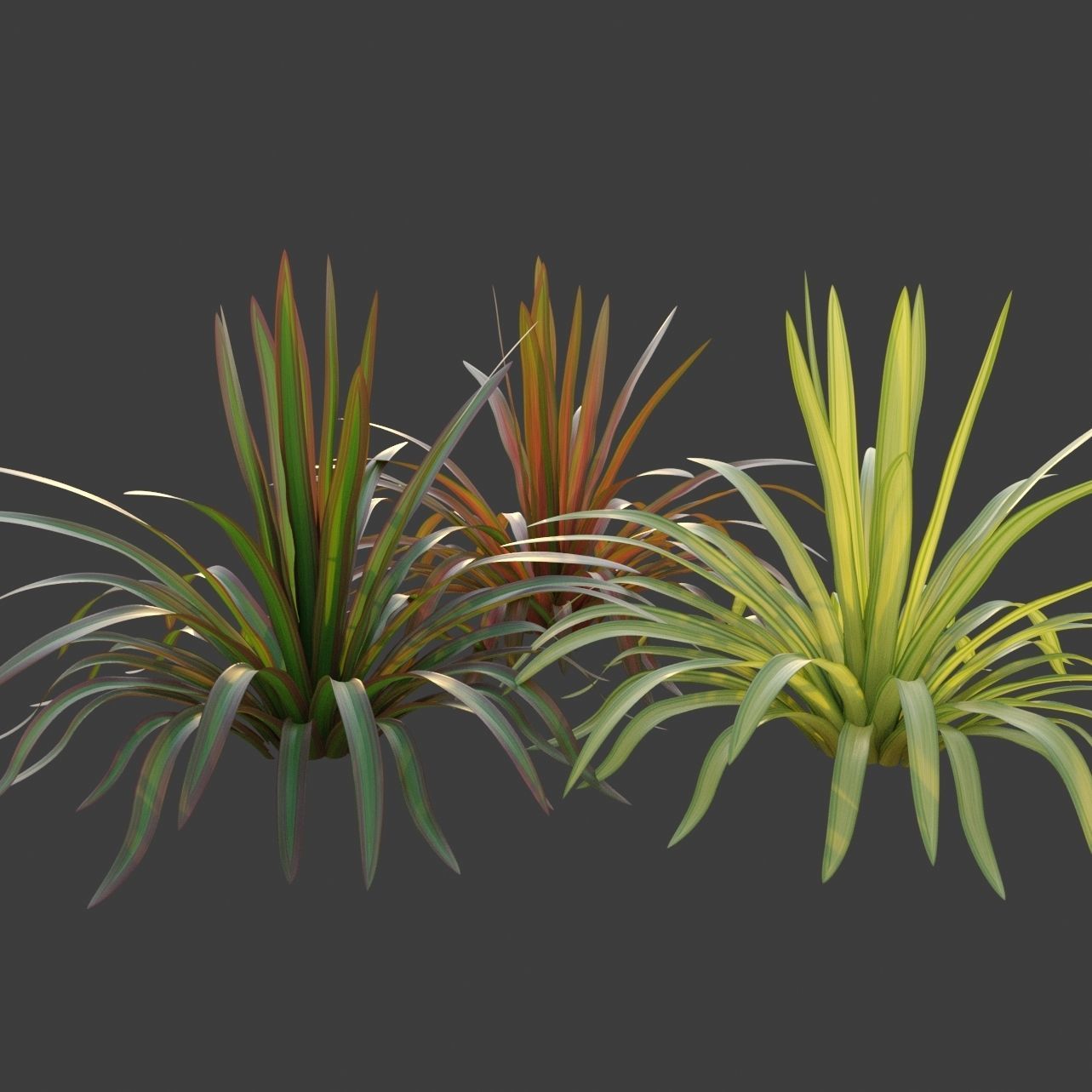 XfrogPlants New Zealand Flax - Phormium Tenax  Free low-poly 3D model_4