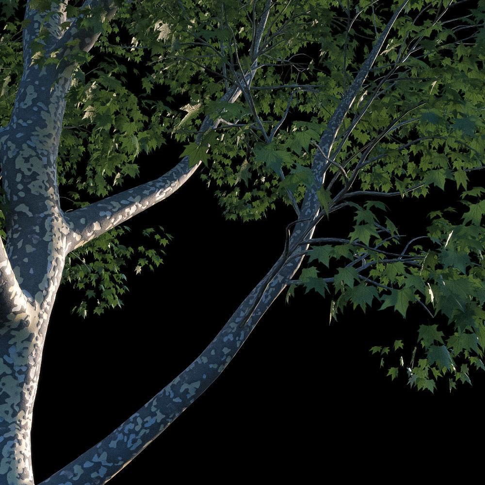 XfrogPlants American Sycamore - Platanus Occidentalis 3D model_5