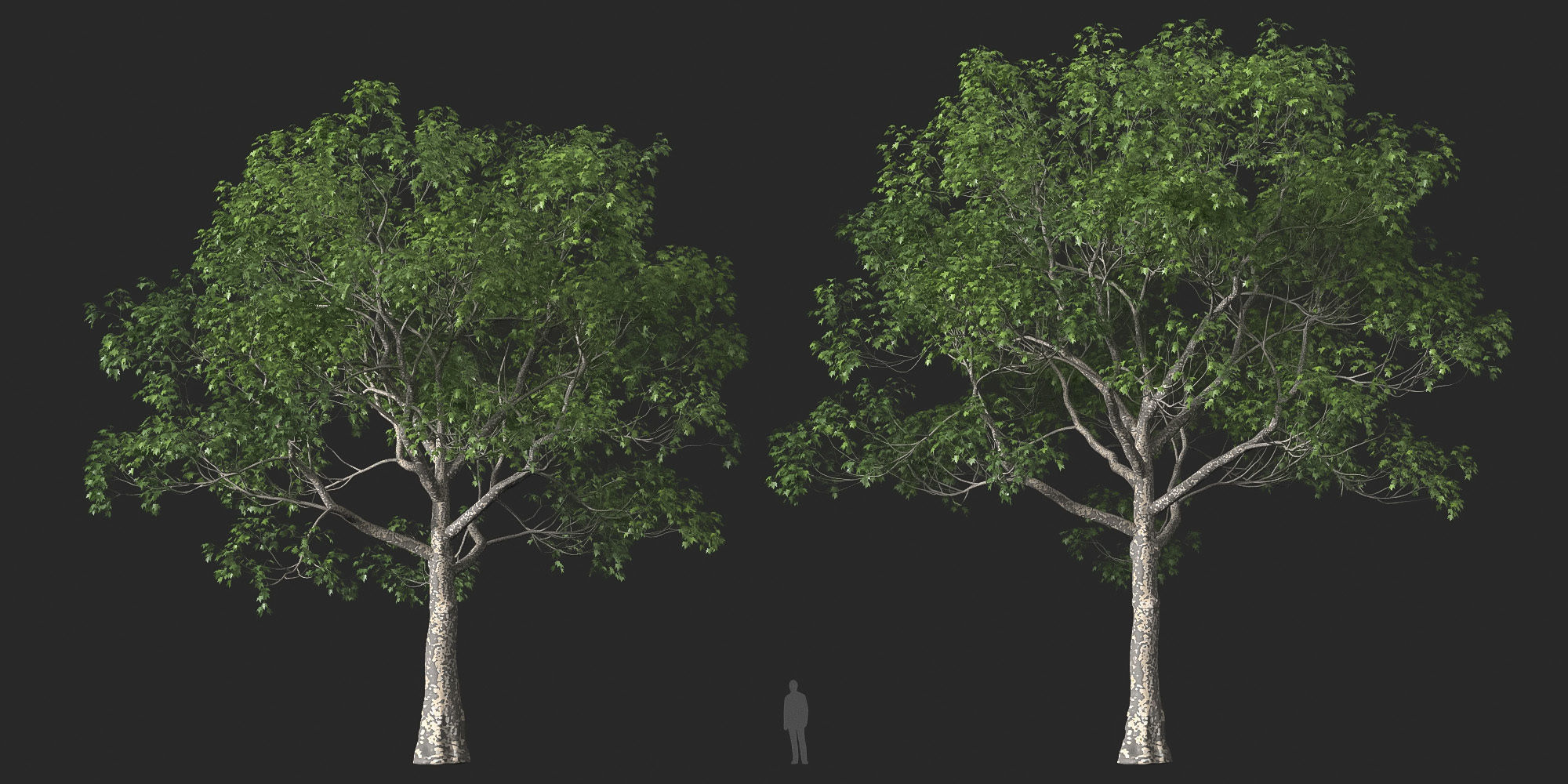 XfrogPlants American Sycamore - Platanus Occidentalis 3D model_32