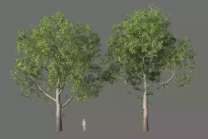 XfrogPlants American Sycamore - Platanus Occidentalis  3D model