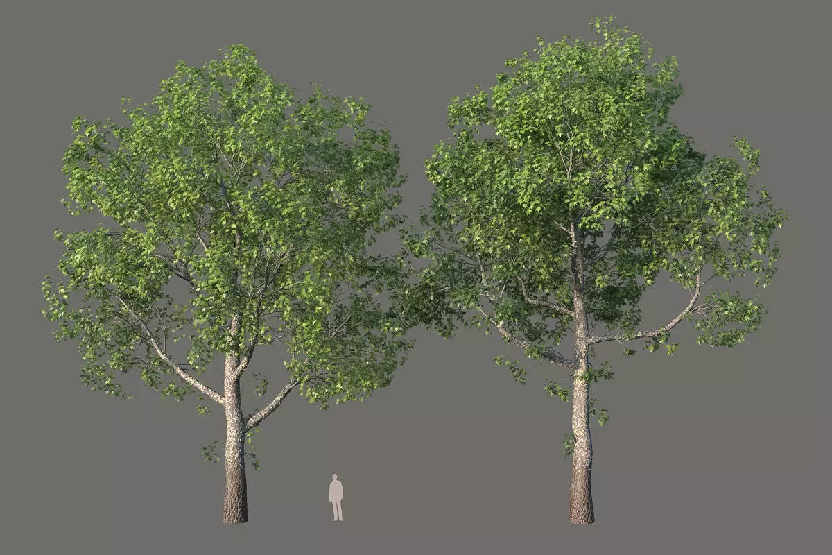 XfrogPlants American Sycamore - Platanus Occidentalis 3D model_0