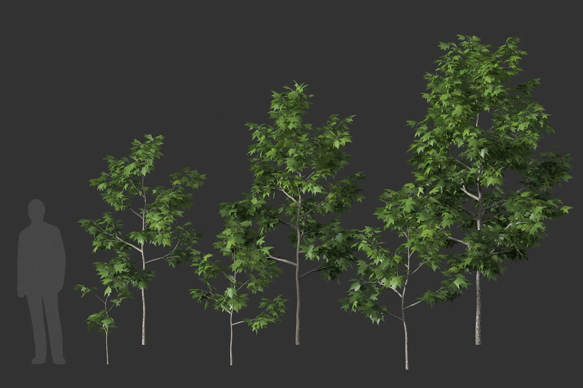 XfrogPlants American Sycamore - Platanus Occidentalis 3D model_35