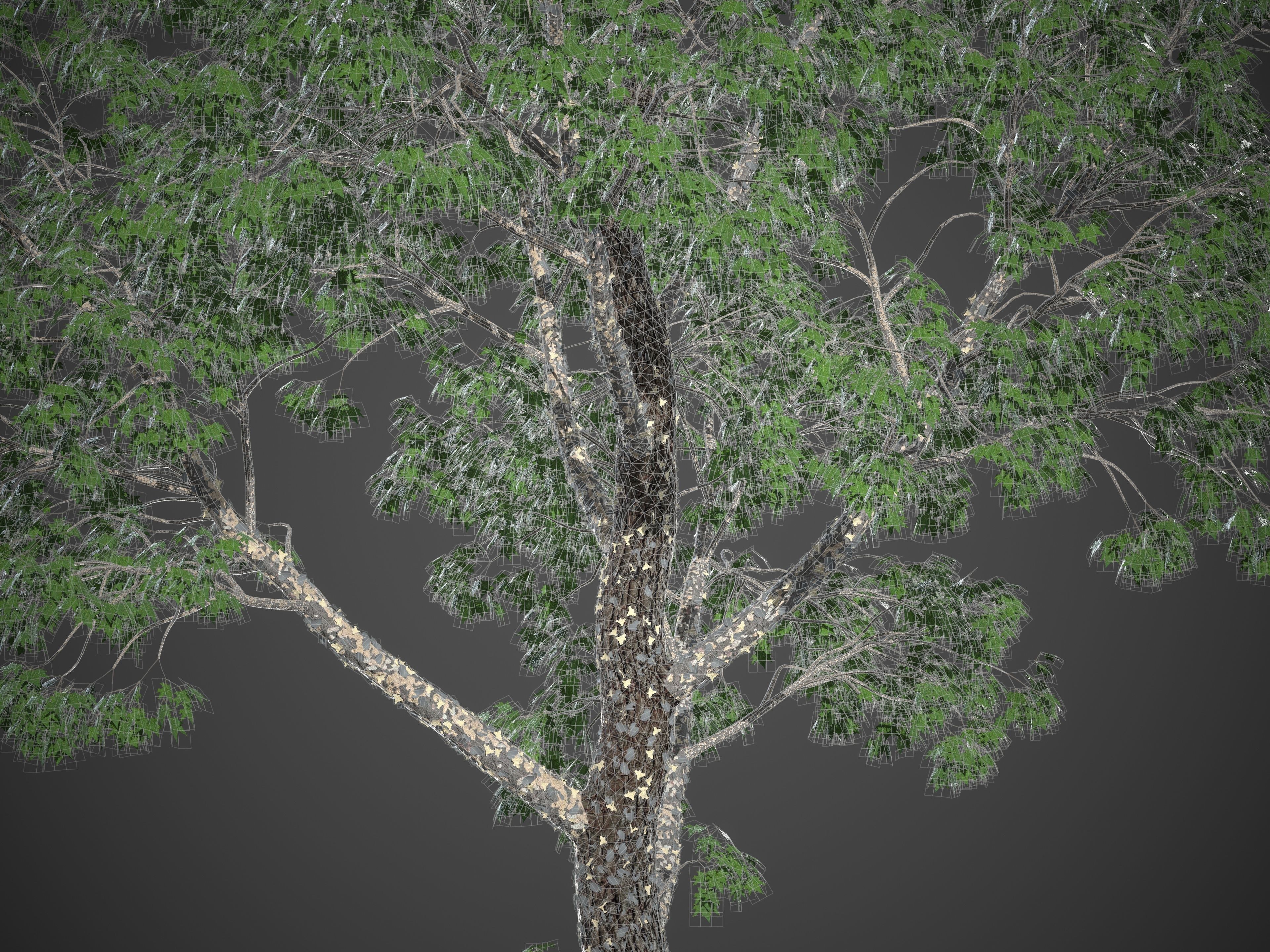 XfrogPlants American Sycamore - Platanus Occidentalis 3D model_39