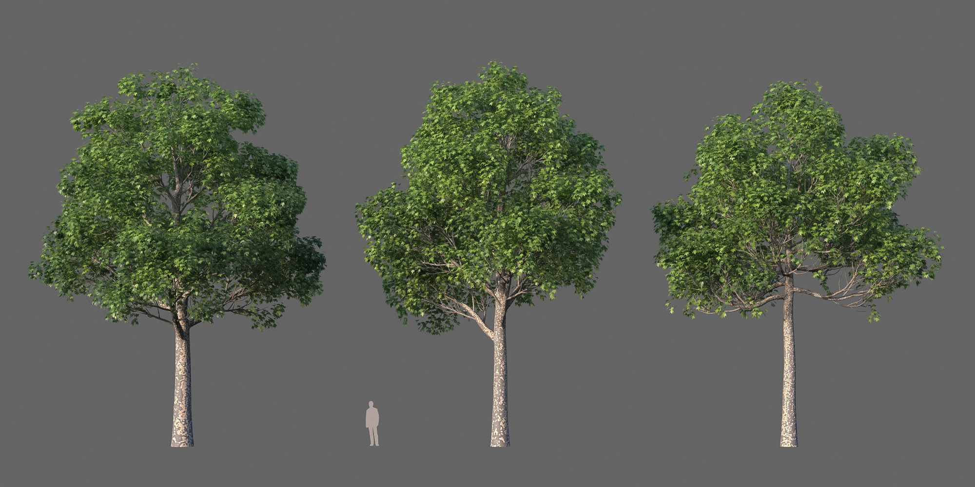 XfrogPlants American Sycamore - Platanus Occidentalis 3D model_31