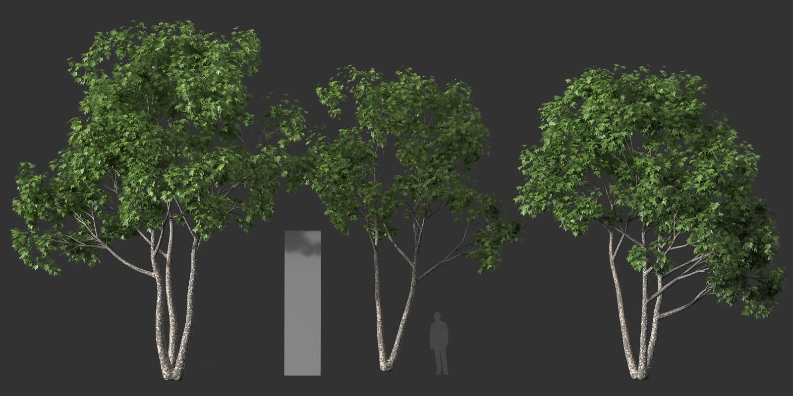 XfrogPlants American Sycamore - Platanus Occidentalis 3D model_26