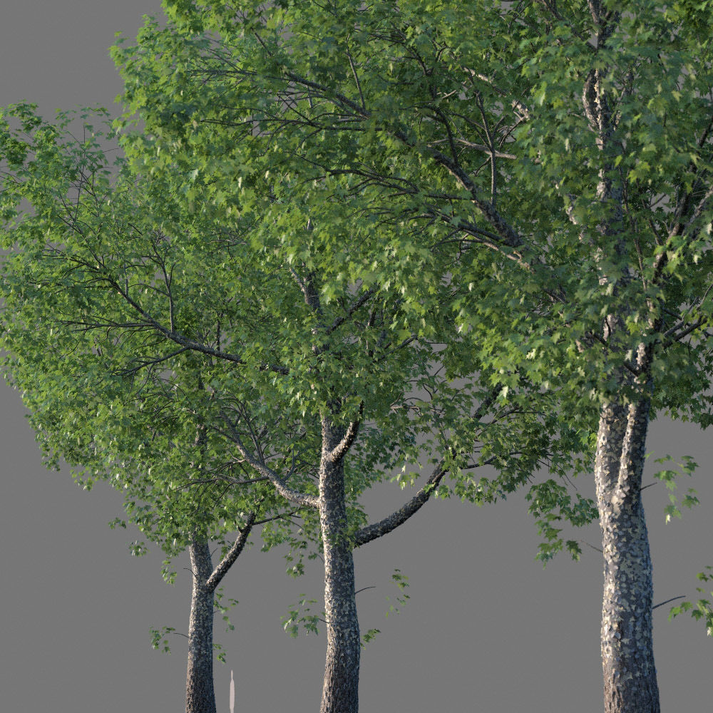 XfrogPlants American Sycamore - Platanus Occidentalis 3D model_17