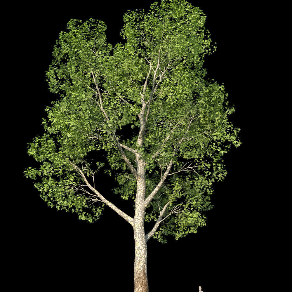 XfrogPlants American Sycamore - Platanus Occidentalis 3D model_11