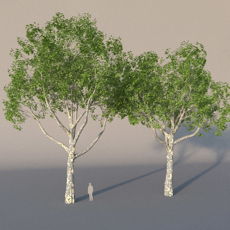 XfrogPlants American Sycamore - Platanus Occidentalis 3D model_2