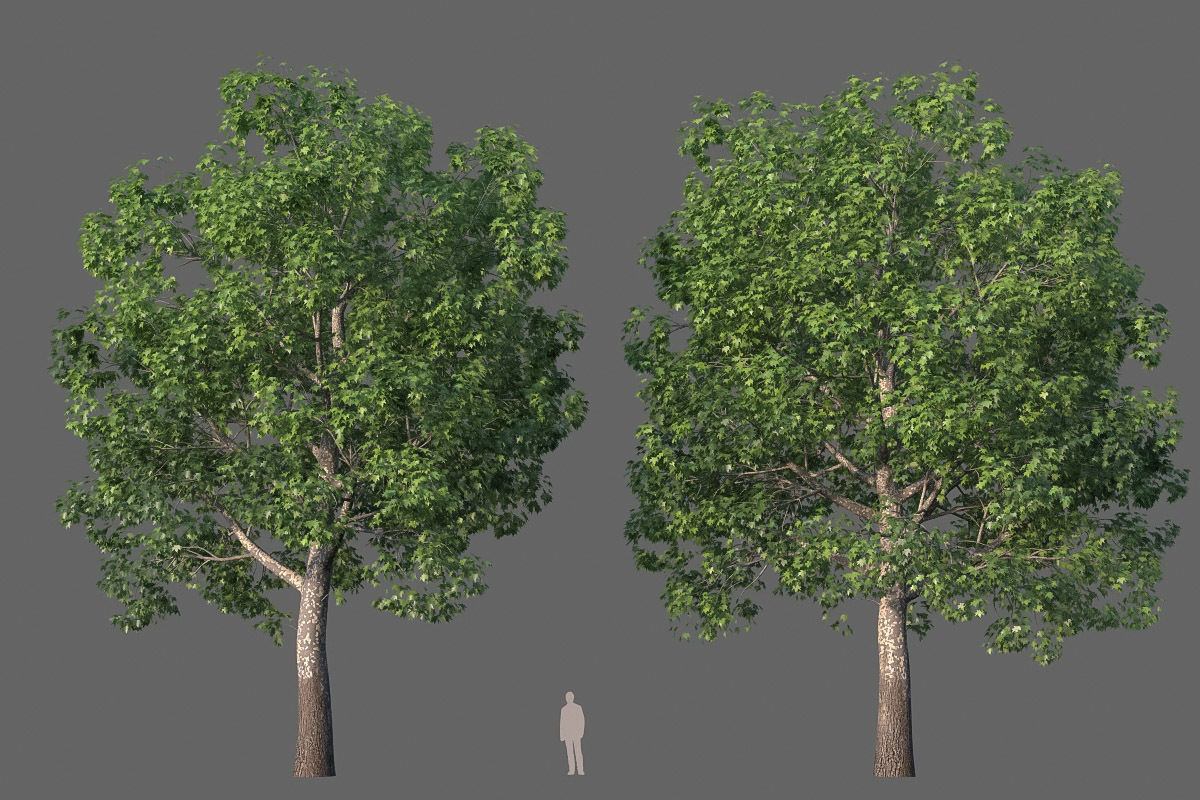 XfrogPlants American Sycamore - Platanus Occidentalis 3D model_30