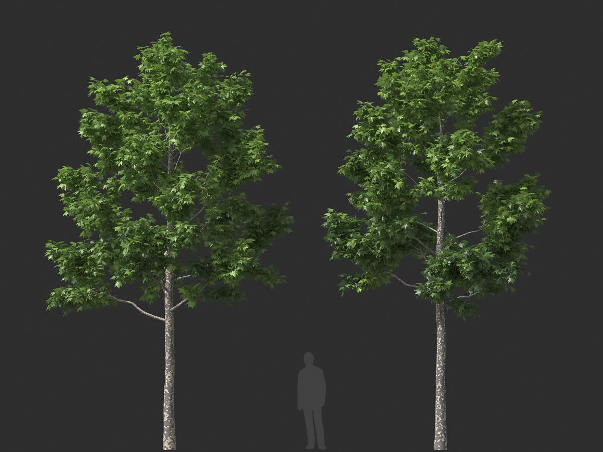 XfrogPlants American Sycamore - Platanus Occidentalis 3D model_37