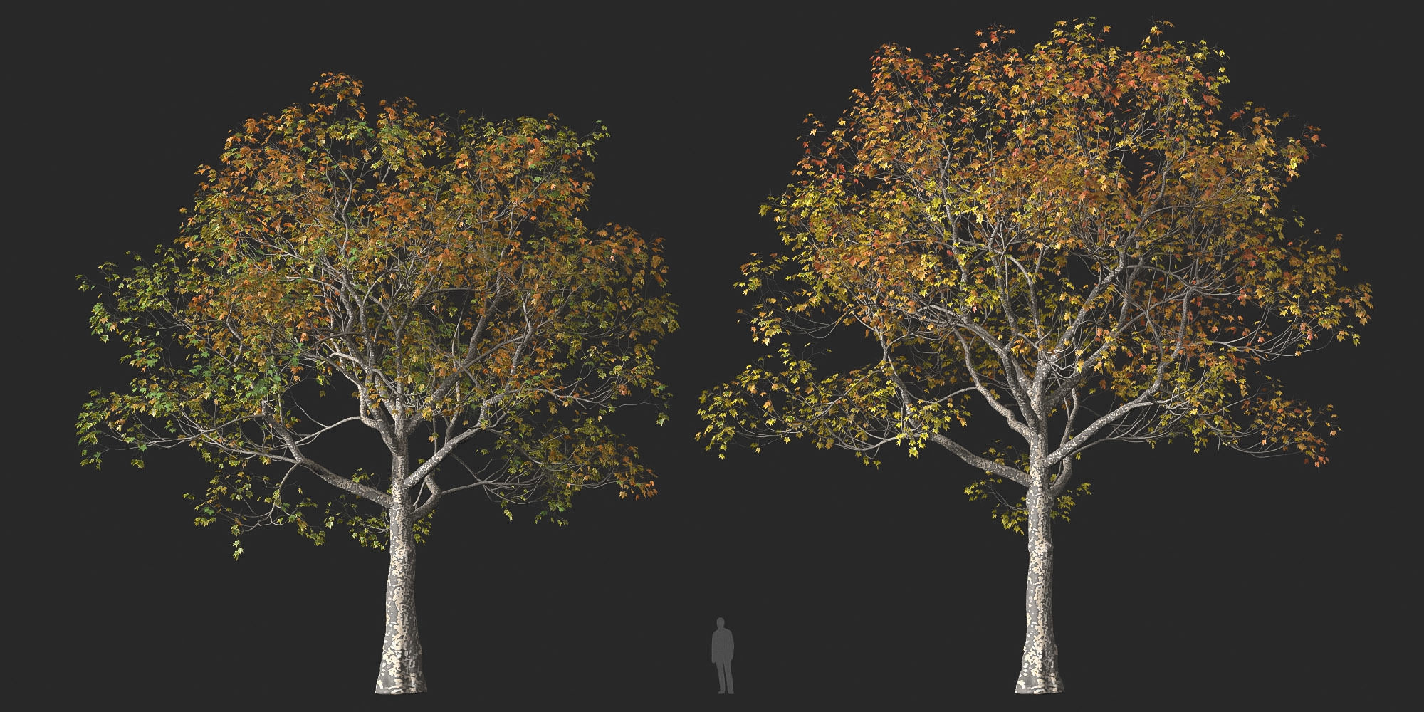 XfrogPlants American Sycamore - Platanus Occidentalis 3D model_34