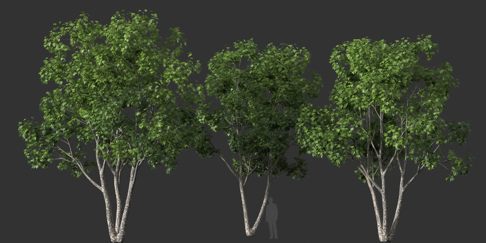 XfrogPlants American Sycamore - Platanus Occidentalis 3D model_28