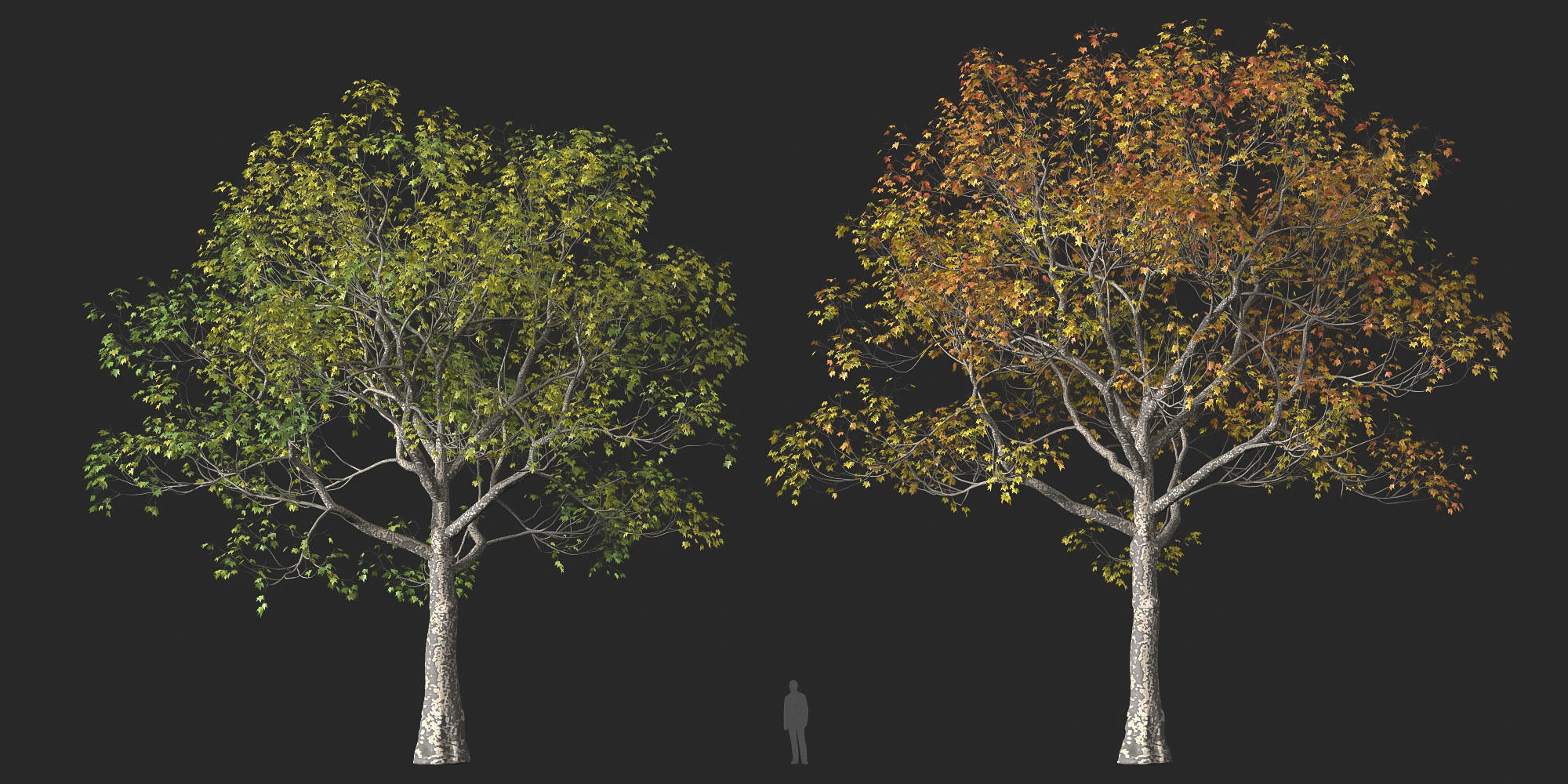 XfrogPlants American Sycamore - Platanus Occidentalis 3D model_33