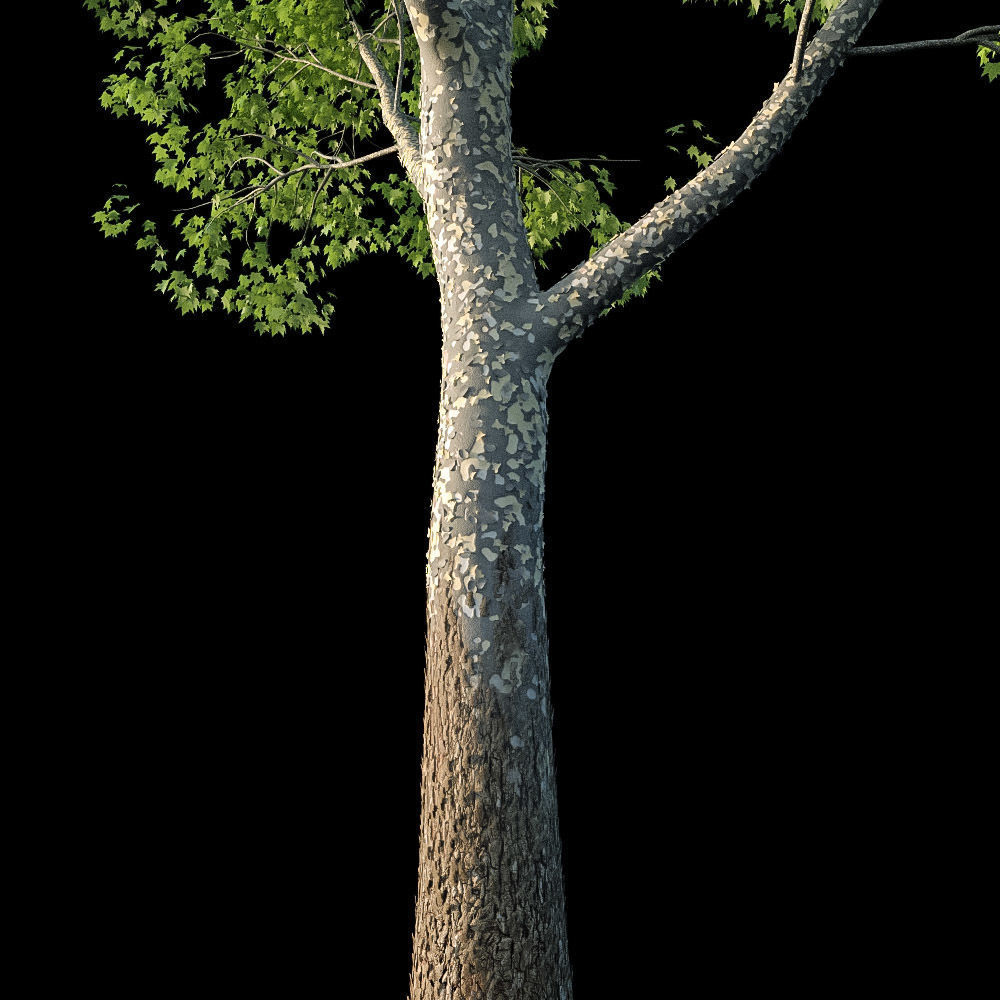 XfrogPlants American Sycamore - Platanus Occidentalis 3D model_9