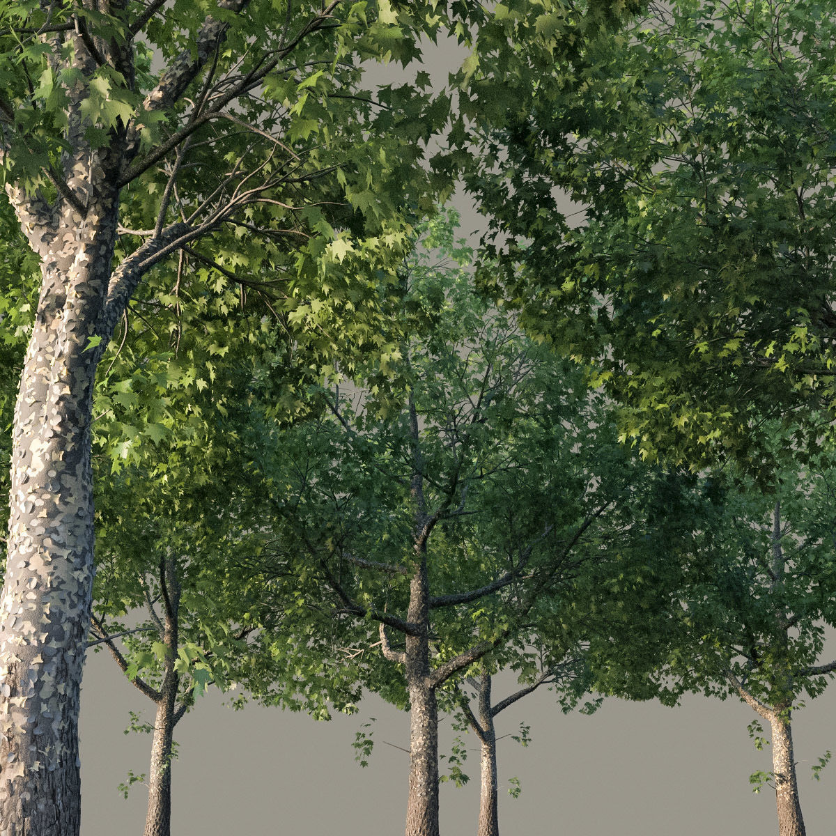 XfrogPlants American Sycamore - Platanus Occidentalis 3D model_22
