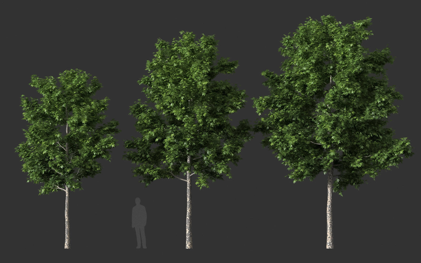 XfrogPlants American Sycamore - Platanus Occidentalis 3D model_38
