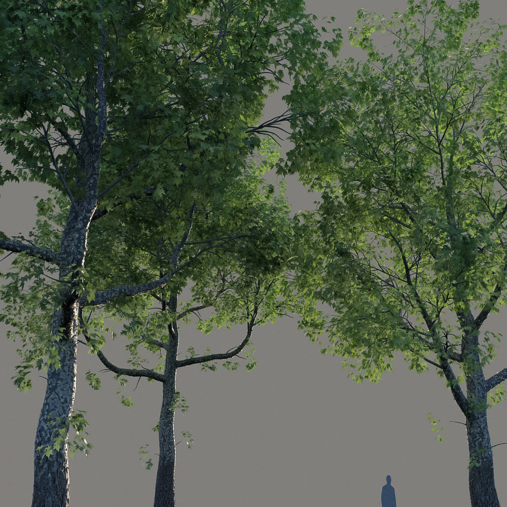 XfrogPlants American Sycamore - Platanus Occidentalis 3D model_12