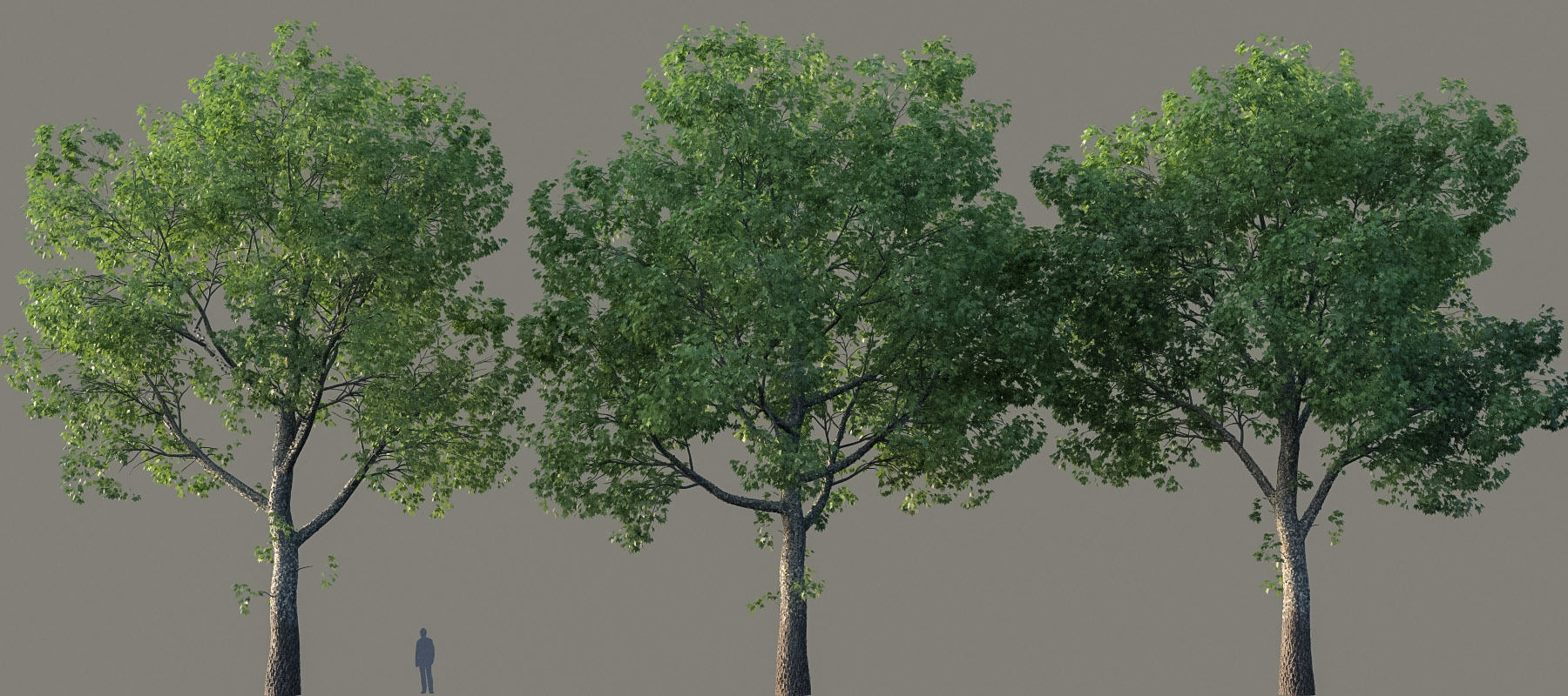 XfrogPlants American Sycamore - Platanus Occidentalis 3D model_20