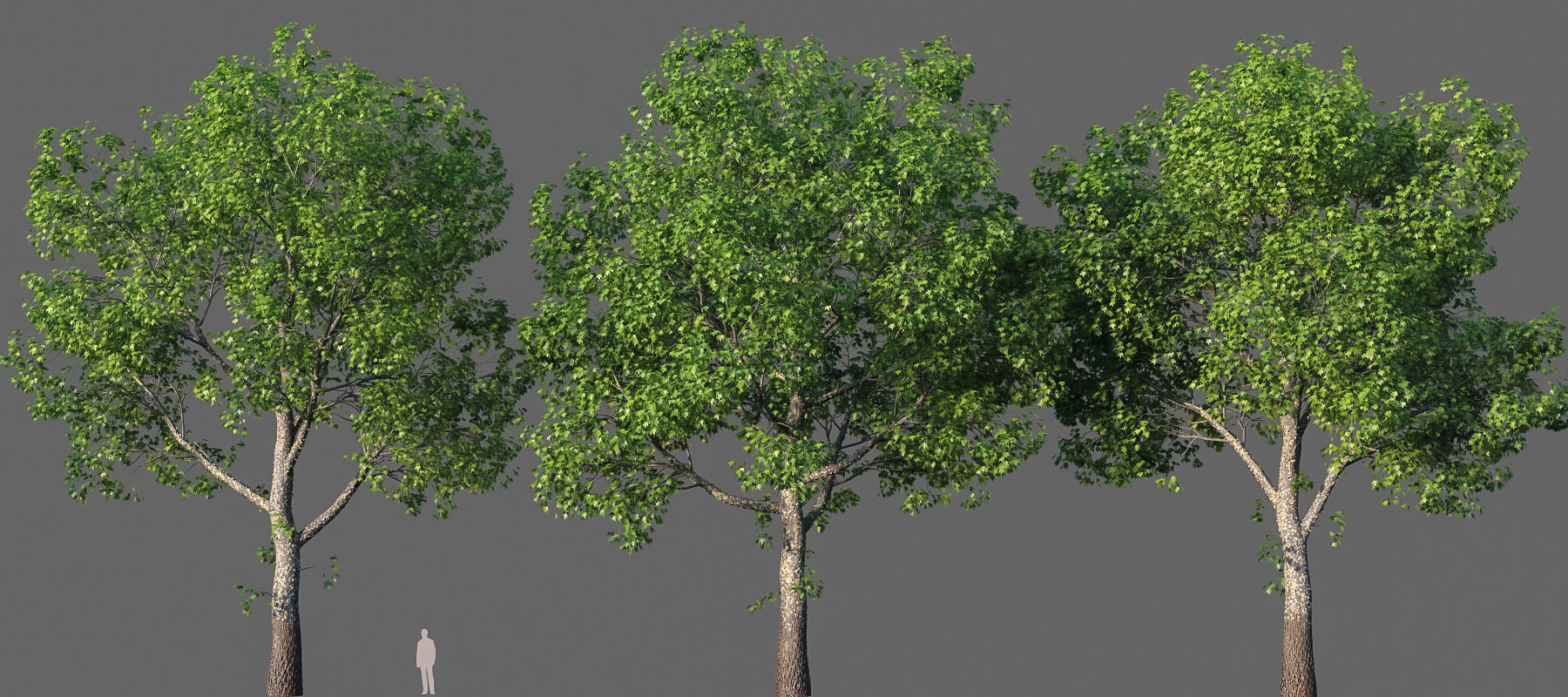 XfrogPlants American Sycamore - Platanus Occidentalis 3D model_19