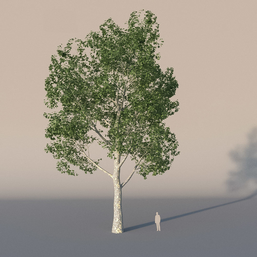XfrogPlants American Sycamore - Platanus Occidentalis 3D model_6