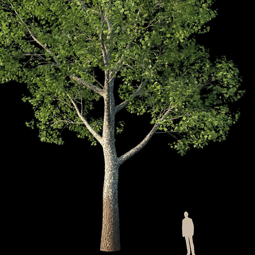 XfrogPlants American Sycamore - Platanus Occidentalis 3D model_8