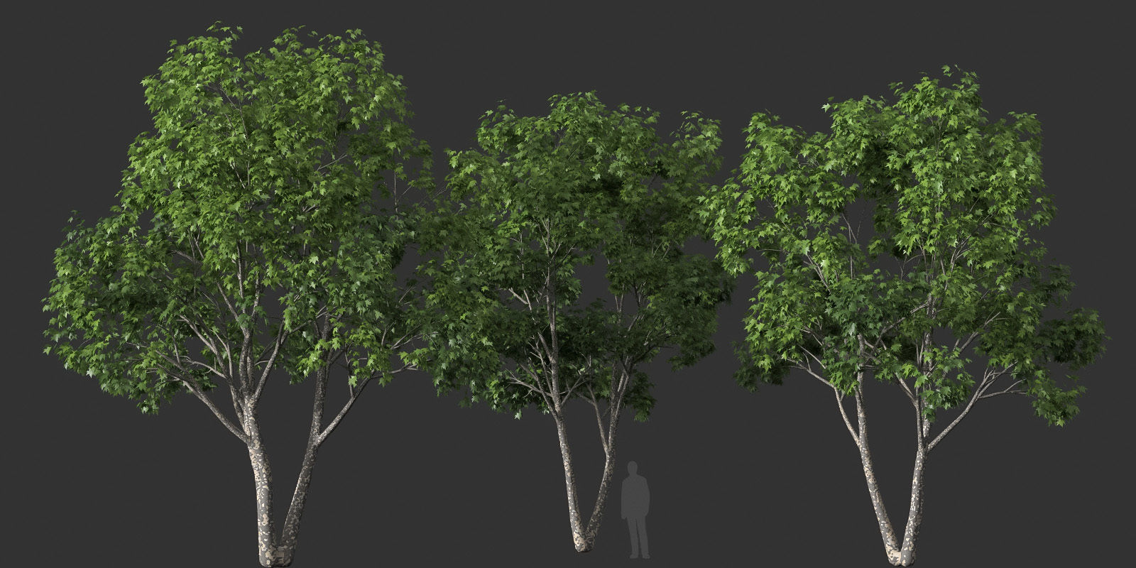 XfrogPlants American Sycamore - Platanus Occidentalis 3D model_25