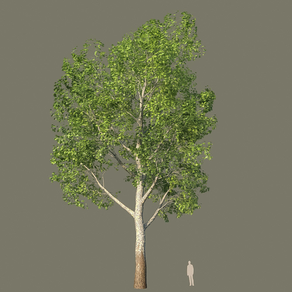 XfrogPlants American Sycamore - Platanus Occidentalis 3D model_13