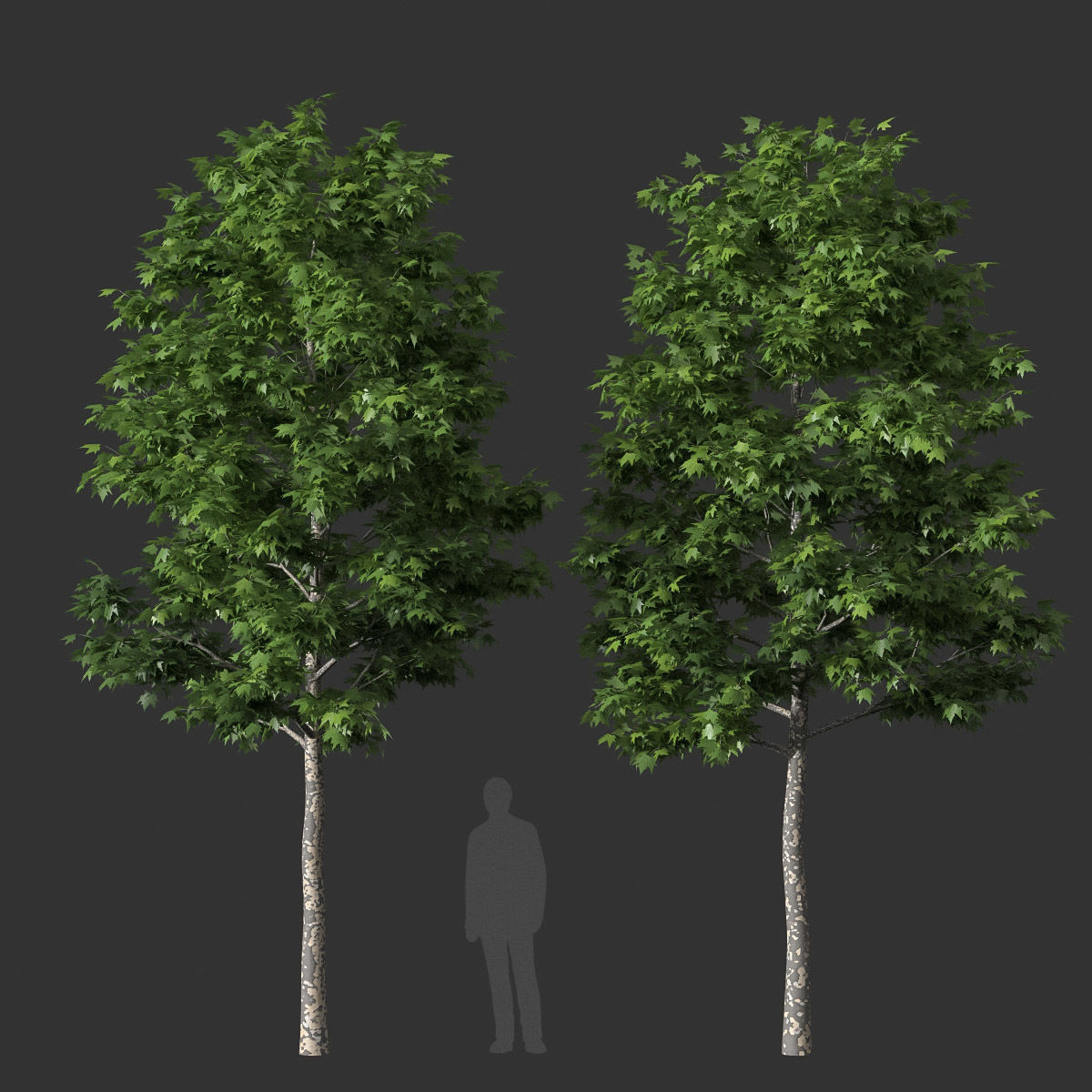 XfrogPlants American Sycamore - Platanus Occidentalis 3D model_29