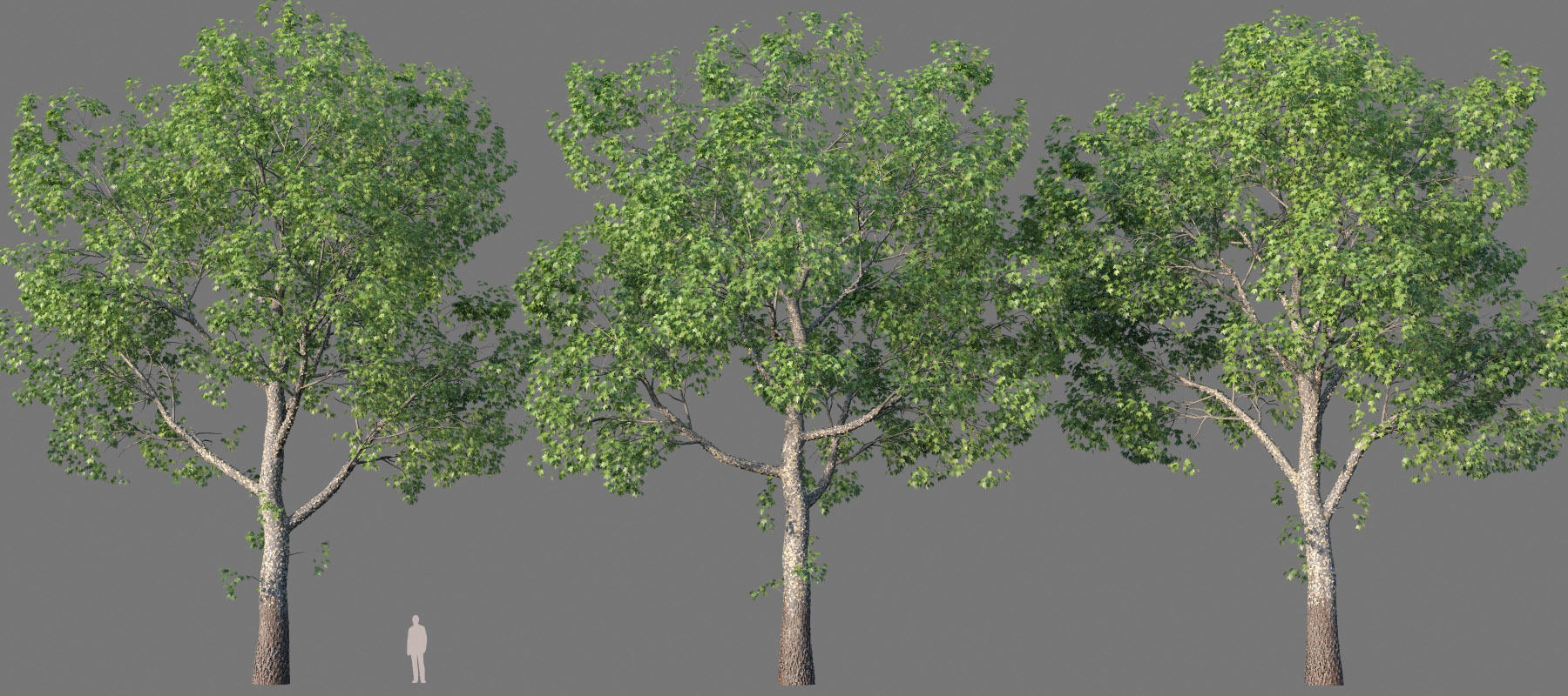 XfrogPlants American Sycamore - Platanus Occidentalis 3D model_18