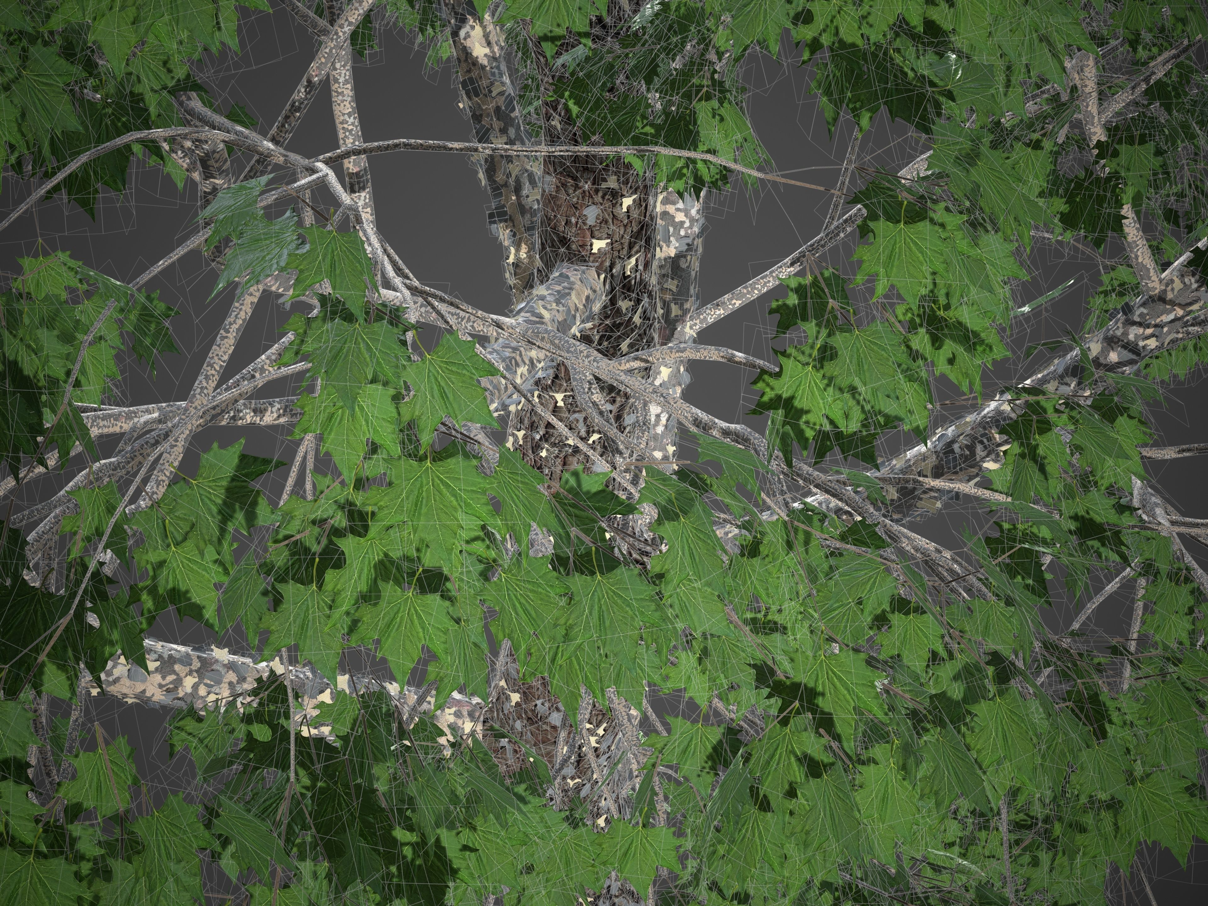 XfrogPlants American Sycamore - Platanus Occidentalis 3D model_40