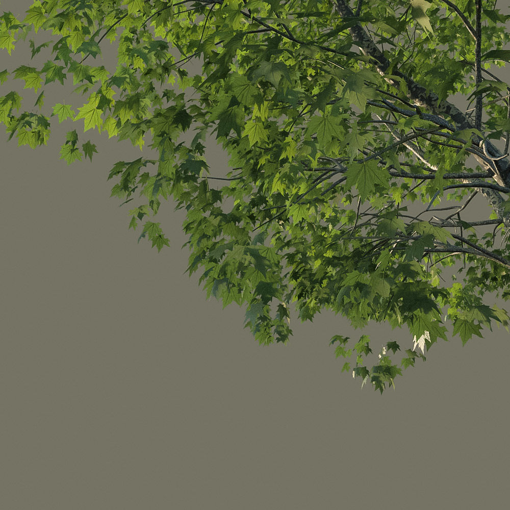 XfrogPlants American Sycamore - Platanus Occidentalis 3D model_15