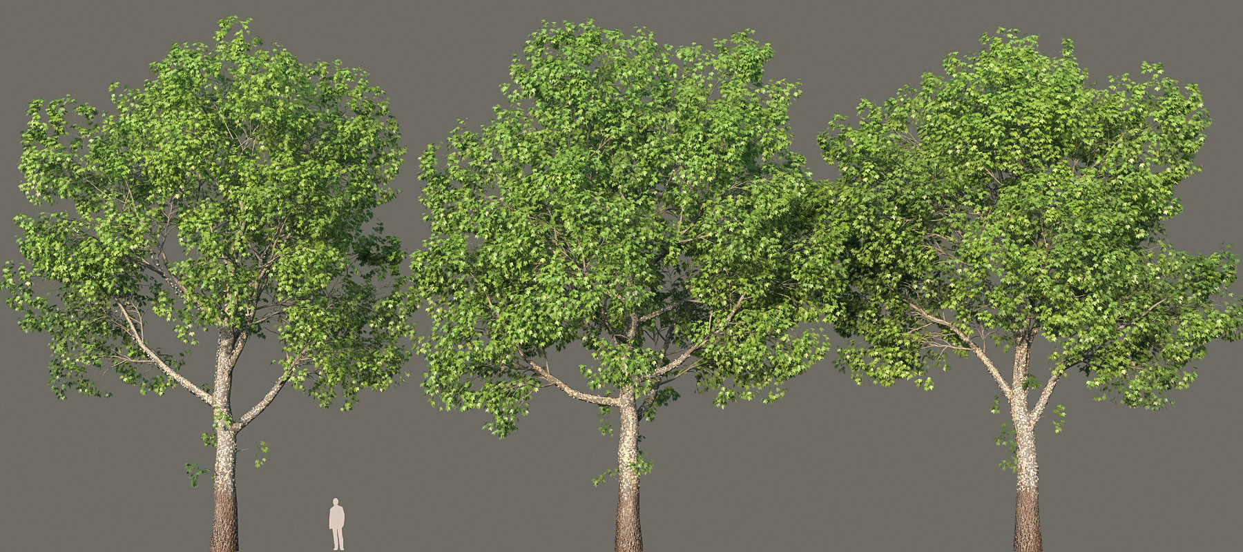 XfrogPlants American Sycamore - Platanus Occidentalis 3D model_21