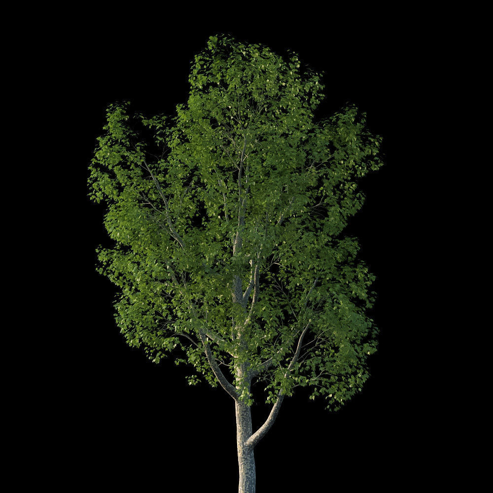 XfrogPlants American Sycamore - Platanus Occidentalis 3D model_4