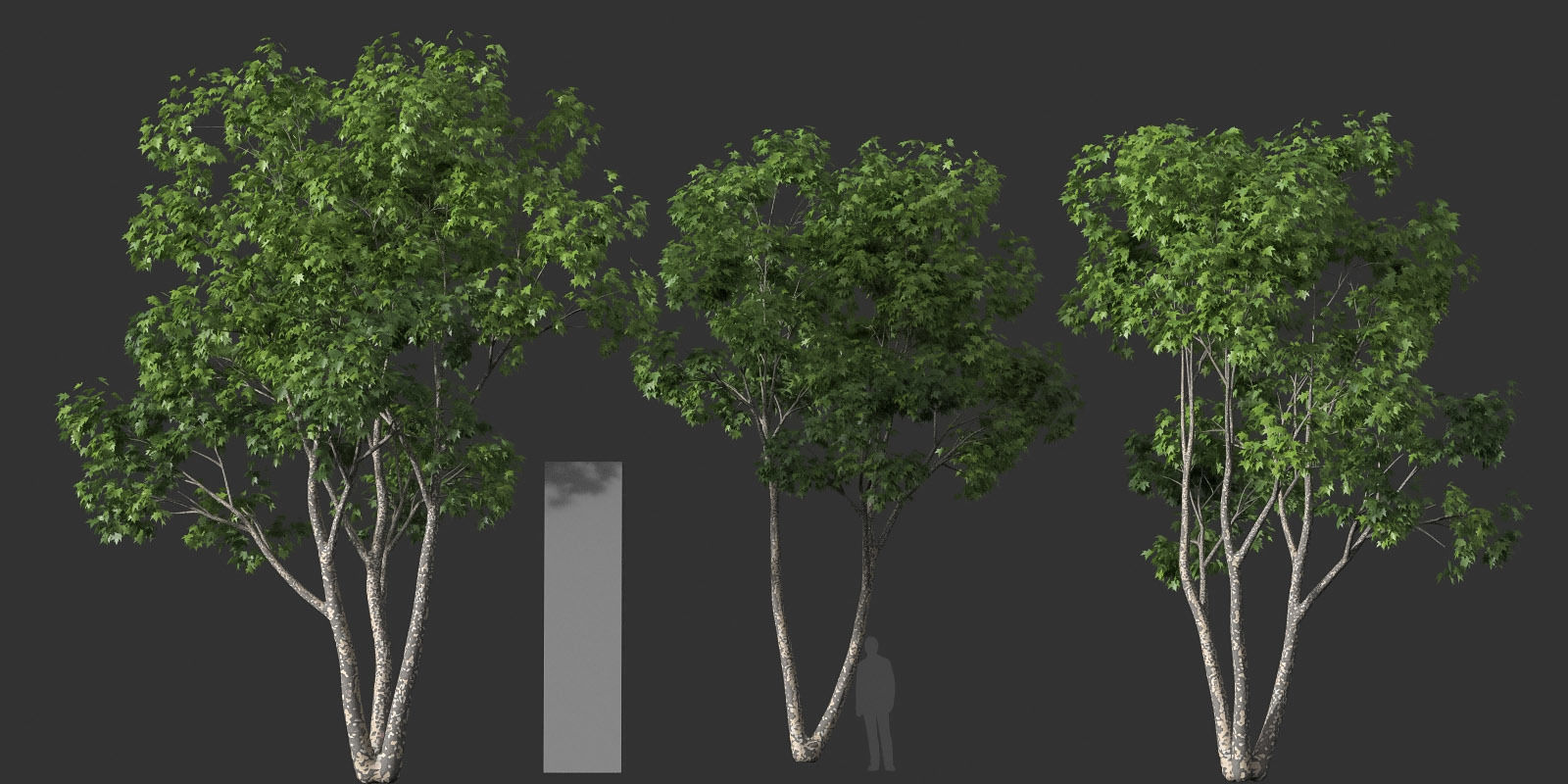 XfrogPlants American Sycamore - Platanus Occidentalis 3D model_24