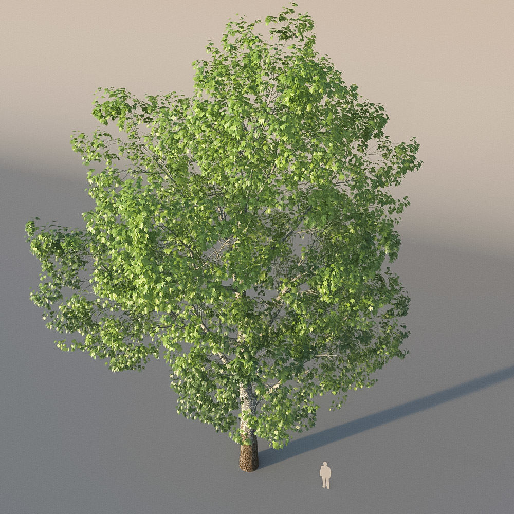 XfrogPlants American Sycamore - Platanus Occidentalis 3D model_14