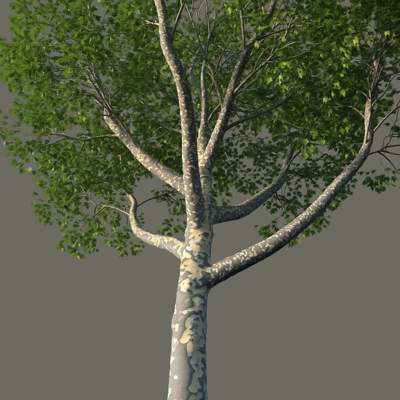 XfrogPlants American Sycamore - Platanus Occidentalis 3D model_3