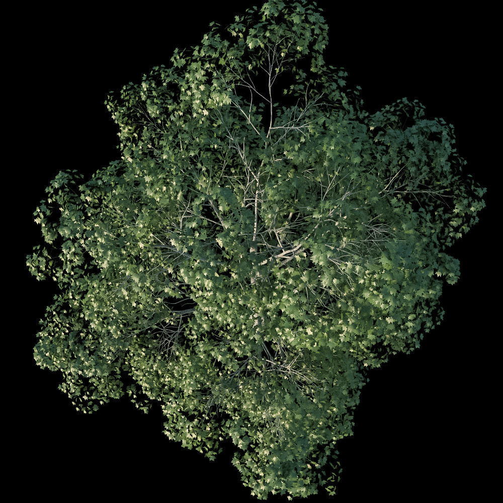 XfrogPlants American Sycamore - Platanus Occidentalis 3D model_7