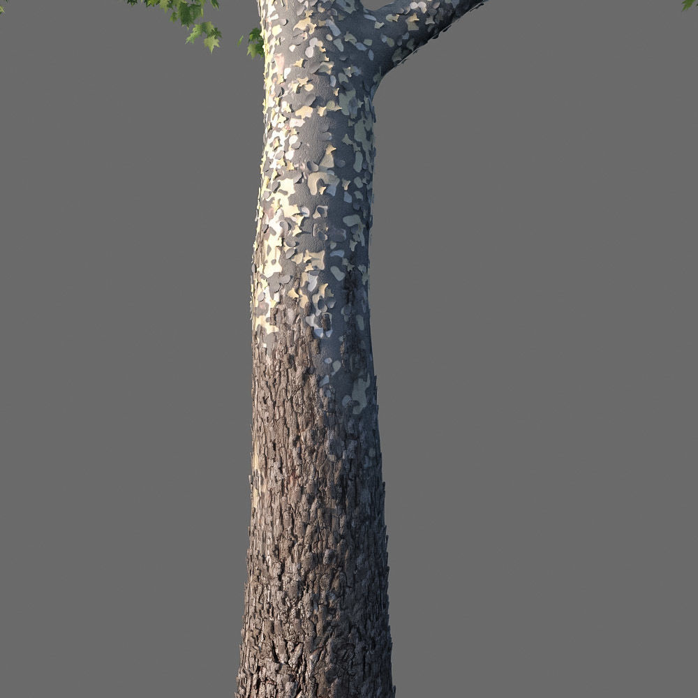 XfrogPlants American Sycamore - Platanus Occidentalis 3D model_16