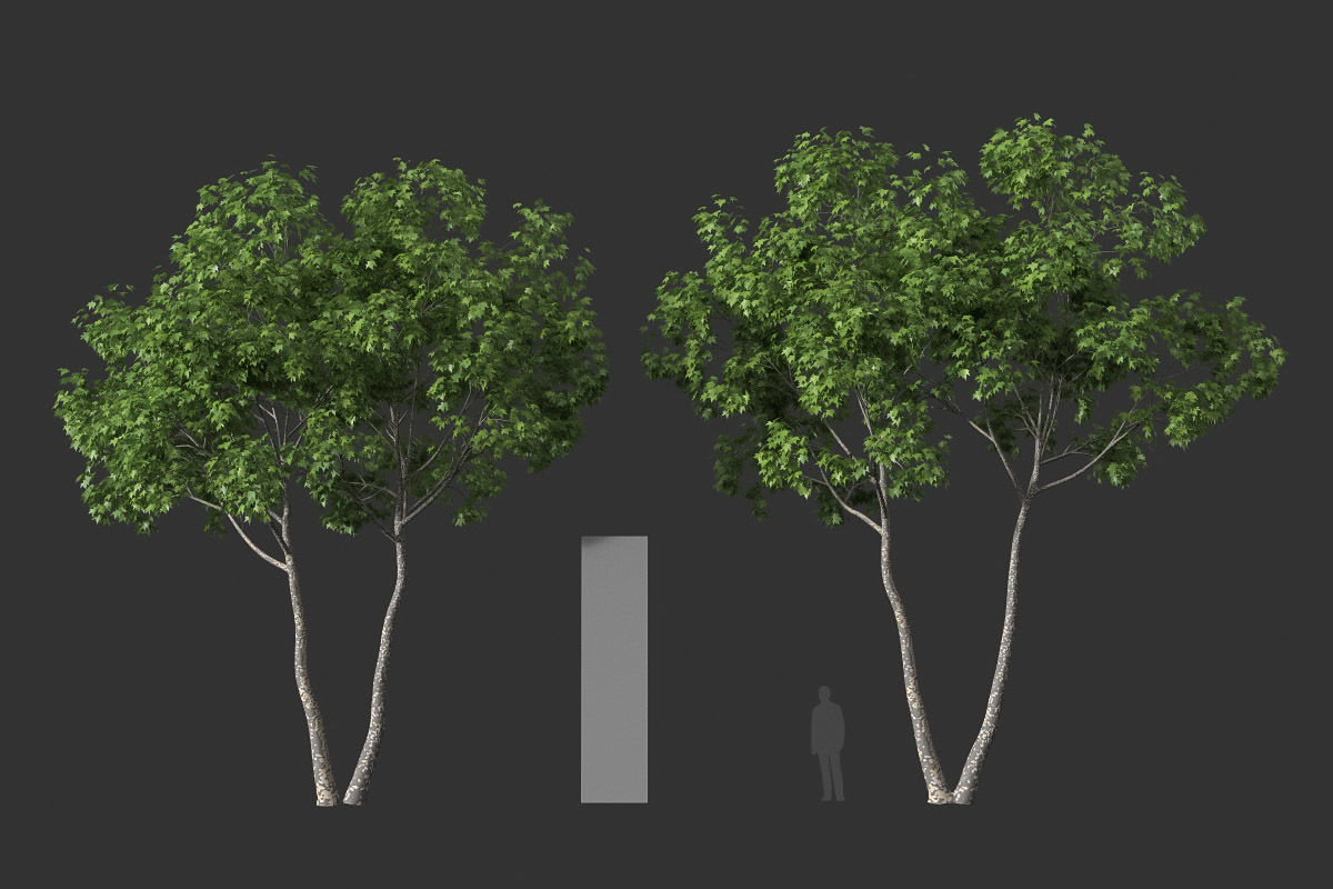 XfrogPlants American Sycamore - Platanus Occidentalis 3D model_36